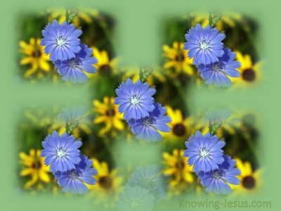 Cornflowers (blue)
